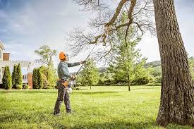 Best Palm Tree Trimming  in Westlake Village, CA