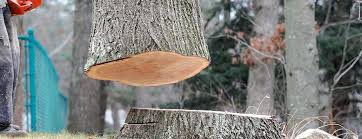 How Our Tree Care Process Works  in  Westlake Village, CA