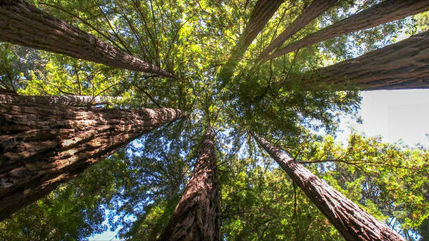 Reliable Westlake Village, CA Tree Services Solutions