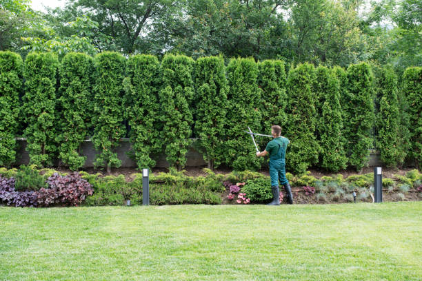 Best Lot and Land Clearing  in Westlake Village, CA