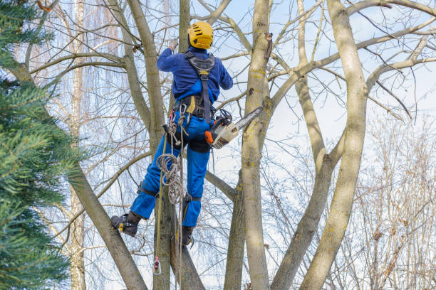 Best Leaf Removal  in Westlake Village, CA