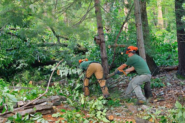 Best Tree Trimming and Pruning  in Westlake Village, CA