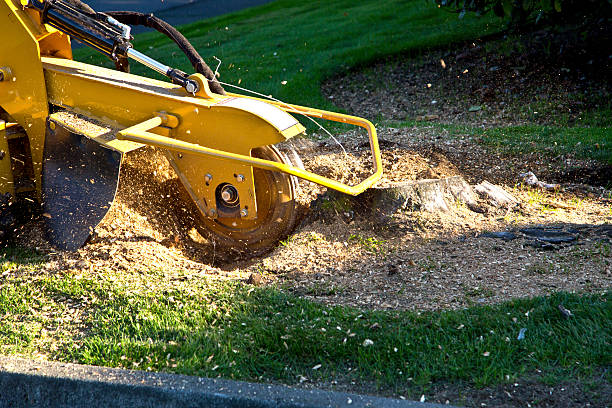 Lawn Watering Services in Westlake Village, CA