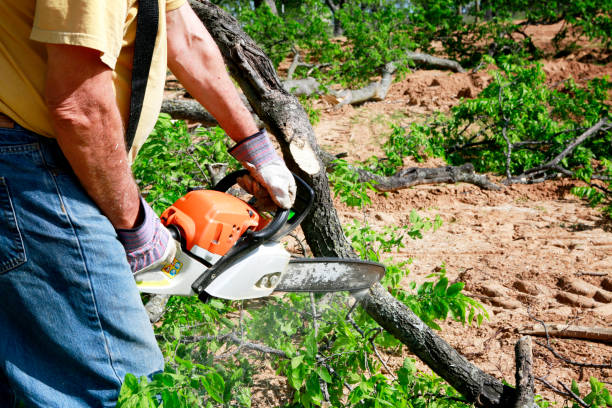 Best Hazardous Tree Removal  in Westlake Village, CA